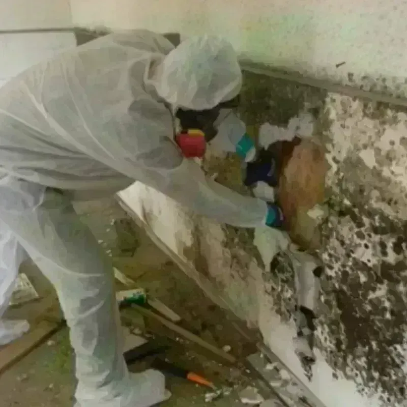 Mold Remediation and Removal in Iuka, MS